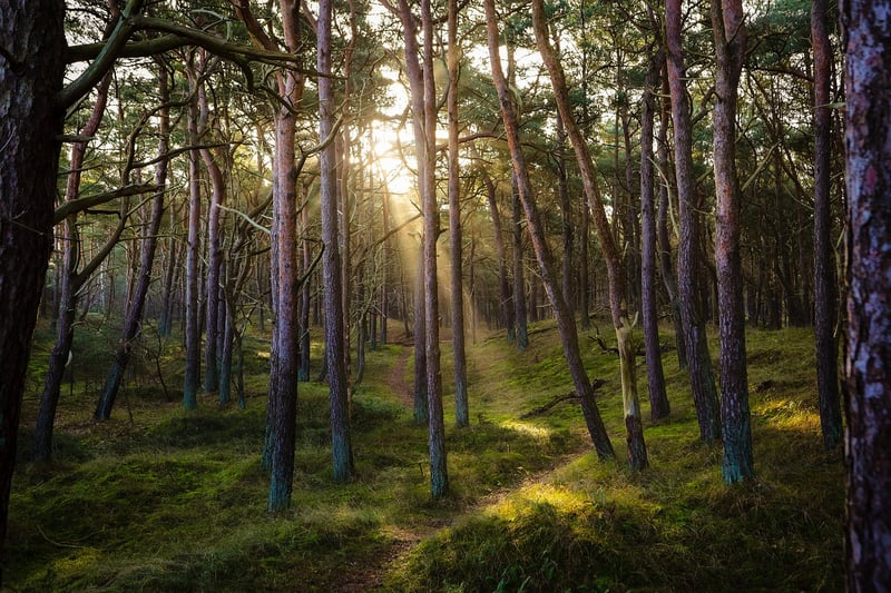 Forest Picnic